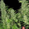 Double Dutch feminizada de Serious Seeds