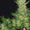 Double Dutch feminizada de Serious Seeds