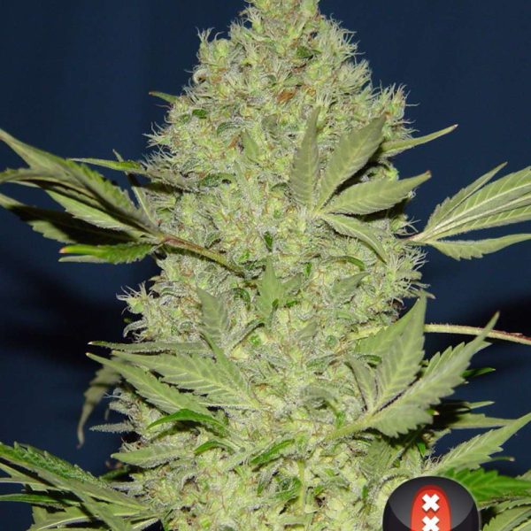 Chronic regular de Serious Seeds