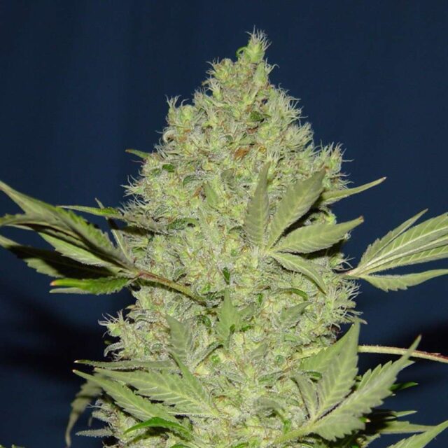 Chronic regular de Serious Seeds