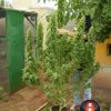 Chronic feminizada de Serious Seeds