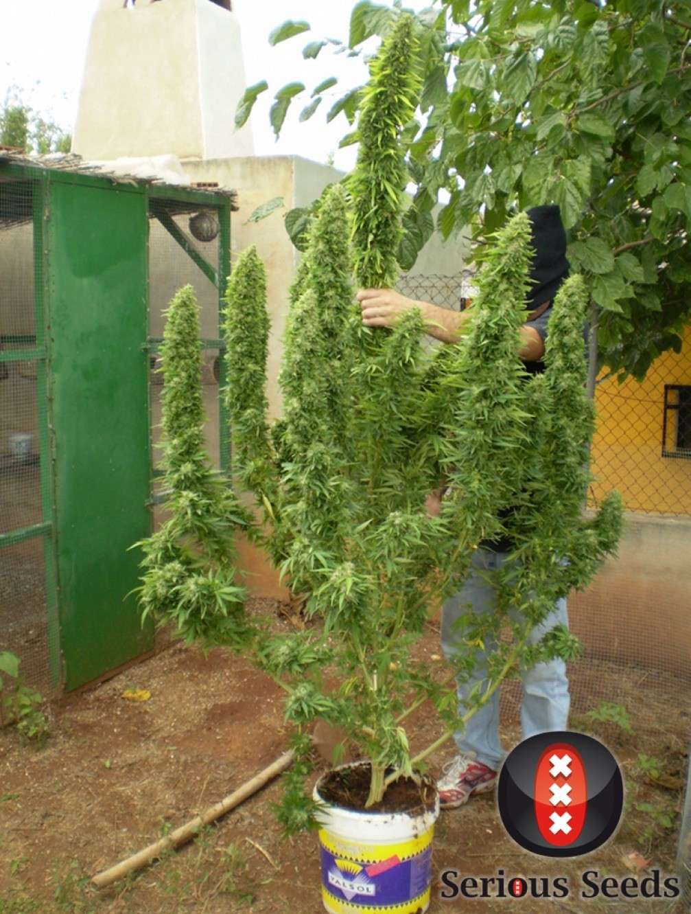 Chronic feminizada de Serious Seeds