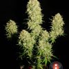 Chronic feminizada de Serious Seeds