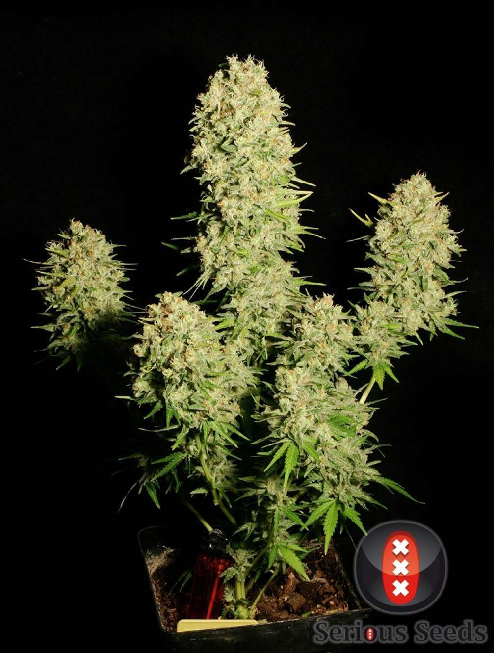 Chronic feminizada de Serious Seeds