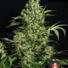 Chronic feminizada de Serious Seeds