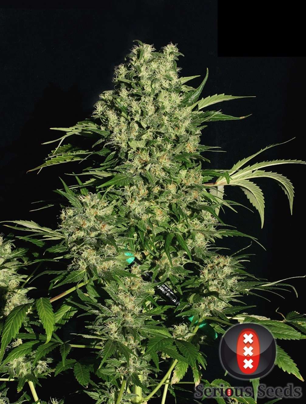 Chronic feminizada de Serious Seeds