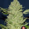 Chronic feminizada de Serious Seeds