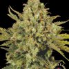 CDB-Enriched Warlock feminizada de Serious Seeds