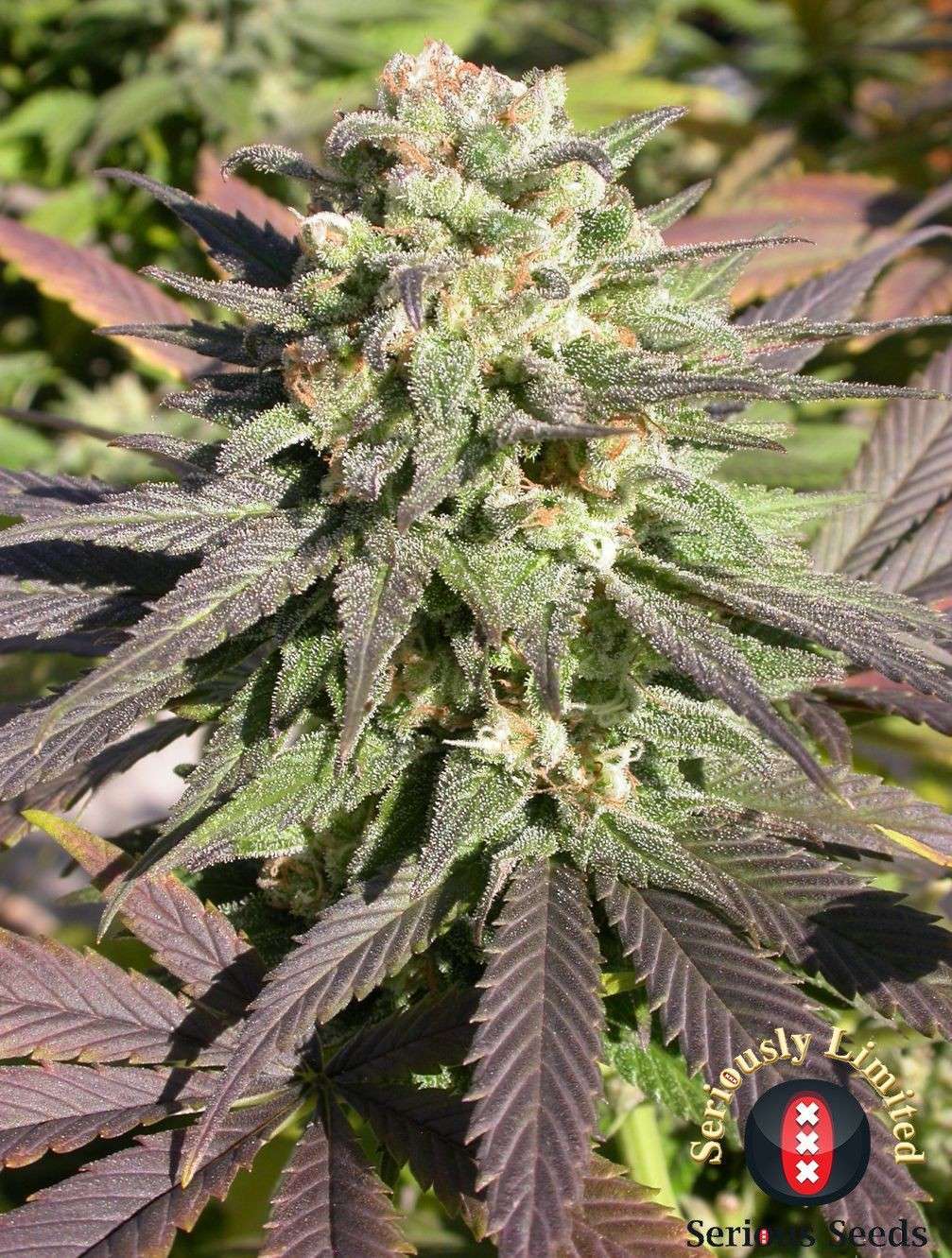CDB-Enriched Warlock feminizada de Serious Seeds - Imagen 2