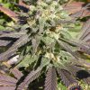 Chronic CBD feminizada de Serious Seeds