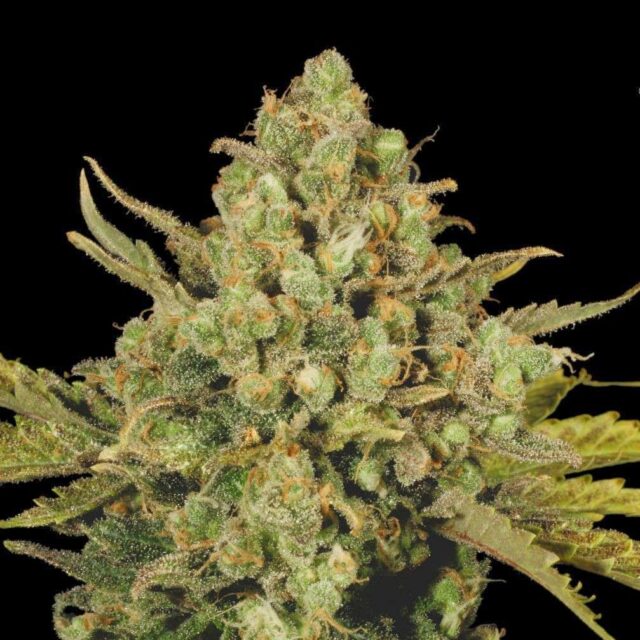 Chronic CBD feminizada de Serious Seeds