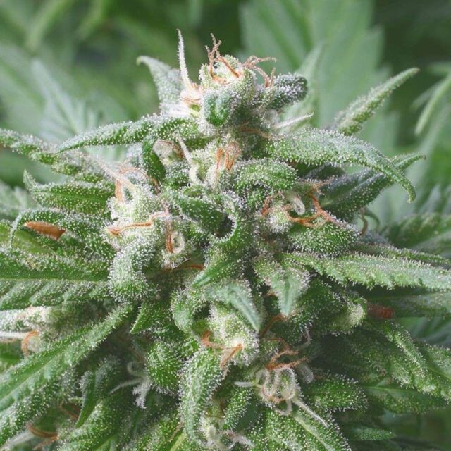 Biddy Early regular de Serious Seeds