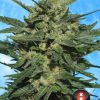 Auto White Russian de Serious Seeds