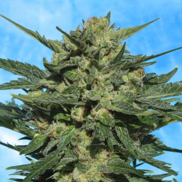 Auto White Russian de Serious Seeds