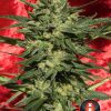 Auto White Russian de Serious Seeds