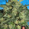 Auto White Russian de Serious Seeds