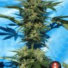 Auto White Russian de Serious Seeds