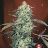 AK-47 feminizada de Serious Seeds