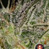 AK-47 feminizada de Serious Seeds