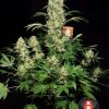 AK-47 feminizada de Serious Seeds