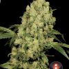 AK-47 feminizada de Serious Seeds