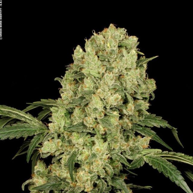 AK-47 feminizada de Serious Seeds