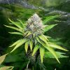 OG Kush feminizada de Royal Queen Seeds