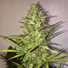 Fast Eddy Auto CBD de Royal Queen Seeds