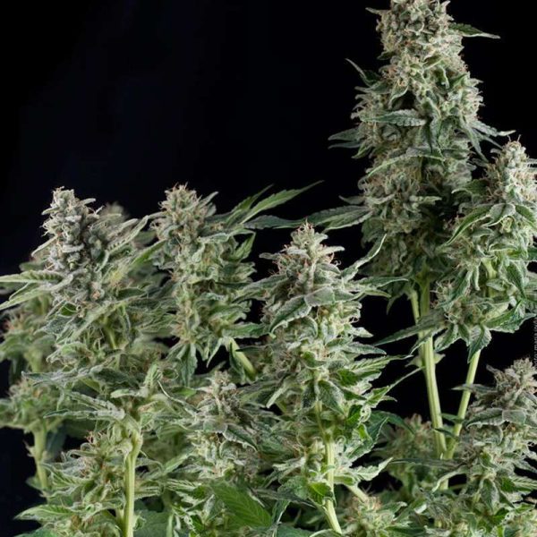 Northern Lights CBD feminizada de Pyramid Seeds