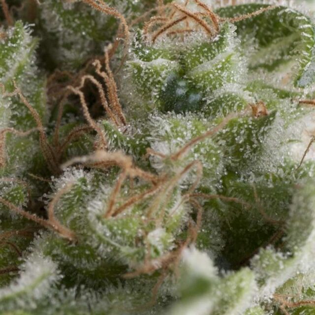 Auto American Pie de Pyramid Seeds
