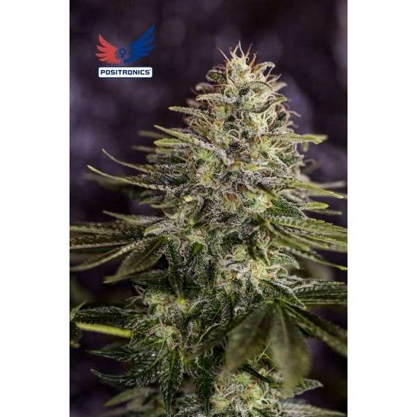 Sticky Dream feminizada de Positronics