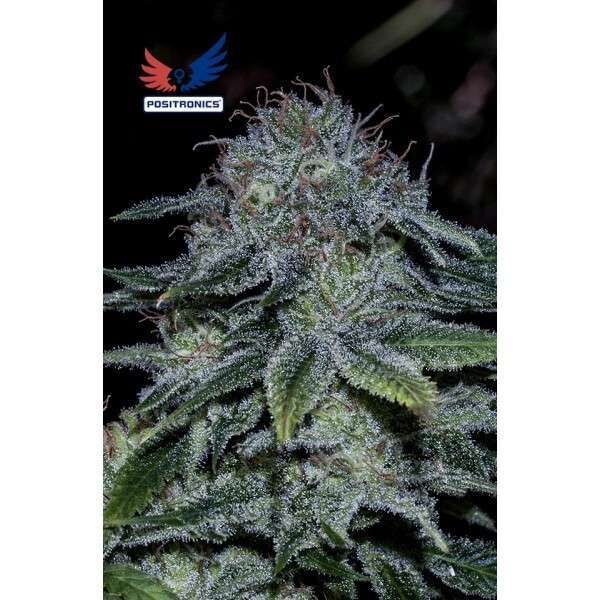 Mystic Cookie feminizada de Positronics