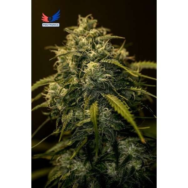 CBD+ Jack Diesel feminizada de Positronics