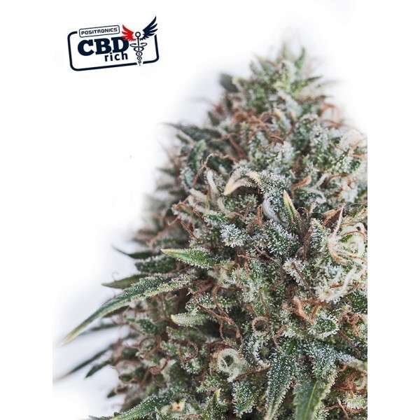 CBD+ Critical 47 feminizada de Positronics