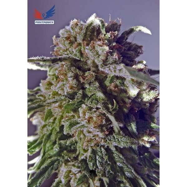 CBD+ Black Widow feminizada de Positronics