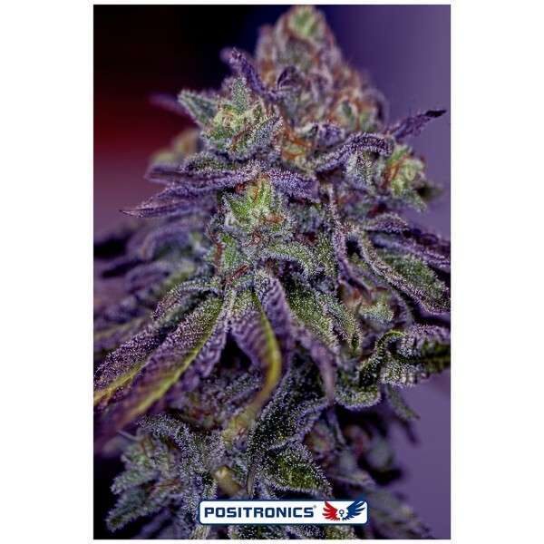 Blue Rhino feminizada de Positronics