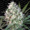 Space Cookies feminizada de Paradise Seeds