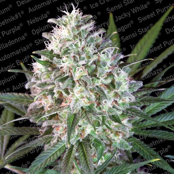 Space Cookies feminizada de Paradise Seeds
