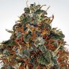 Space Cookies feminizada de Paradise Seeds