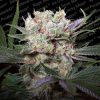 California Gold feminizada de Paradise Seeds