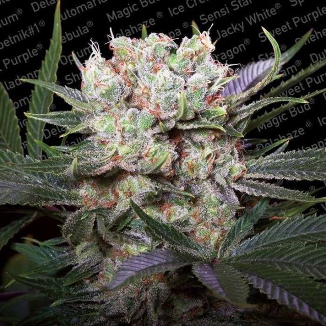 California Gold feminizada de Paradise Seeds