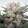 California Gold feminizada de Paradise Seeds
