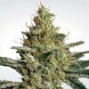 Allkush feminizada de Paradise Seeds