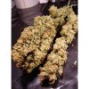 Allkush feminizada de Paradise Seeds