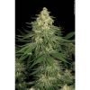 Allkush feminizada de Paradise Seeds
