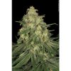 Allkush feminizada de Paradise Seeds