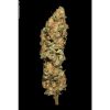 Allkush feminizada de Paradise Seeds