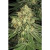 Allkush feminizada de Paradise Seeds