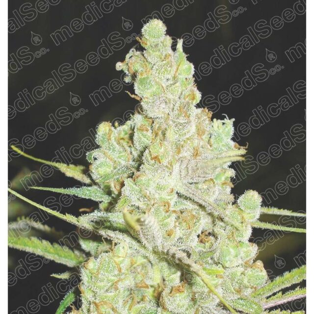 1024 feminizada de Medical Seeds