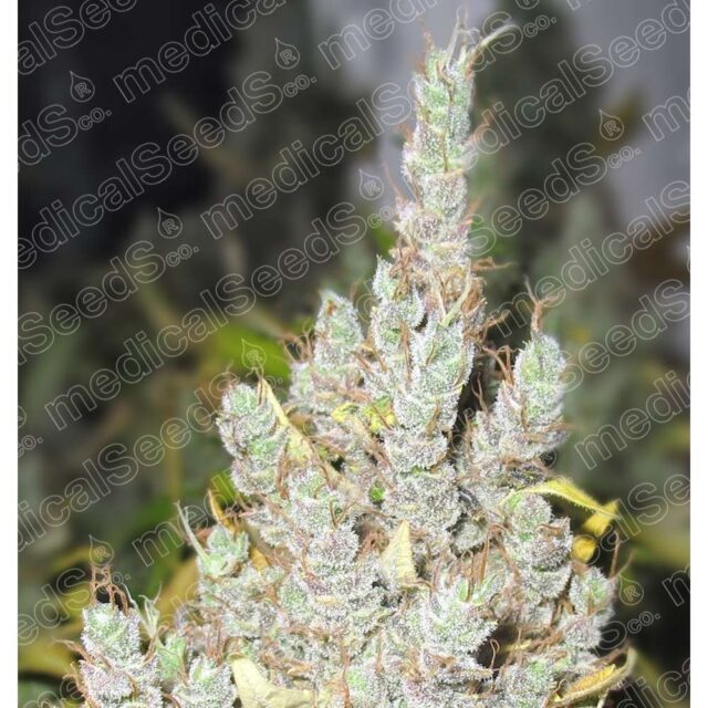 2046 feminizada de Medical Seeds